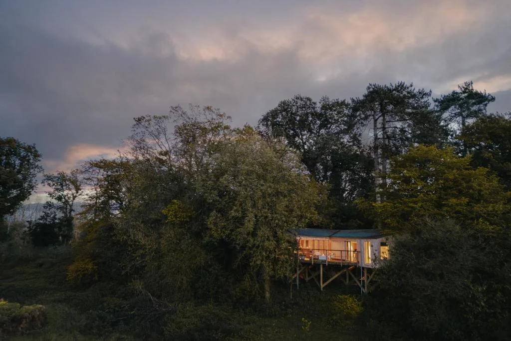 Warm light within a wide woodland setting.
